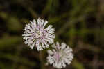 Grassleaf Barbara's buttons